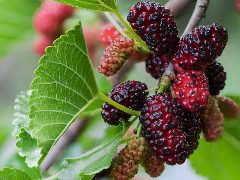 Шелковица купить саженцы из питомнике в Пскове