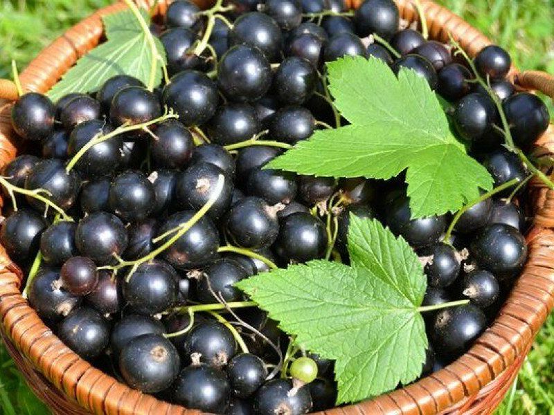 Смородина купить саженцы из питомника в Пскове