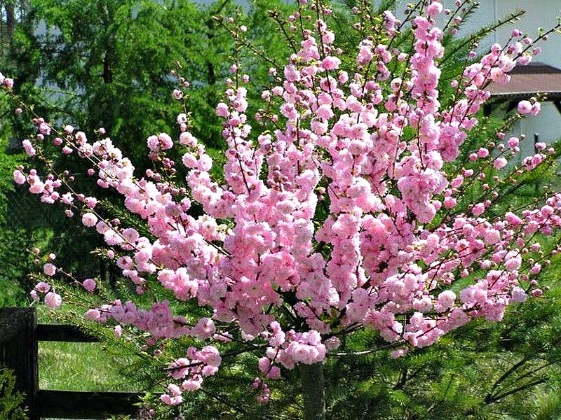 Миндаль купить саженцы из питомника в Пскове