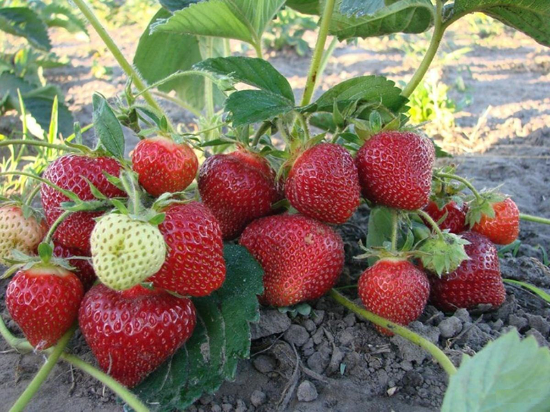 Клубника купить саженцы из питомника в Пскове