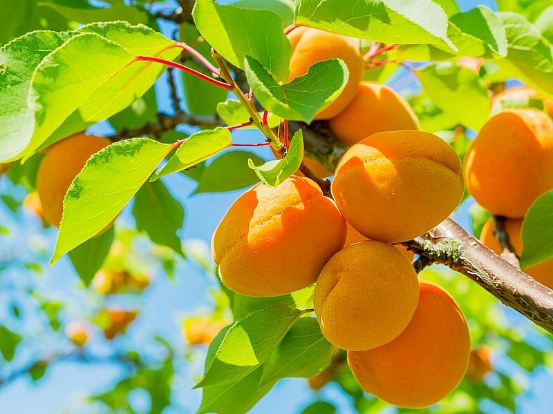Абрикос купить саженцы из питомнике в Пскове