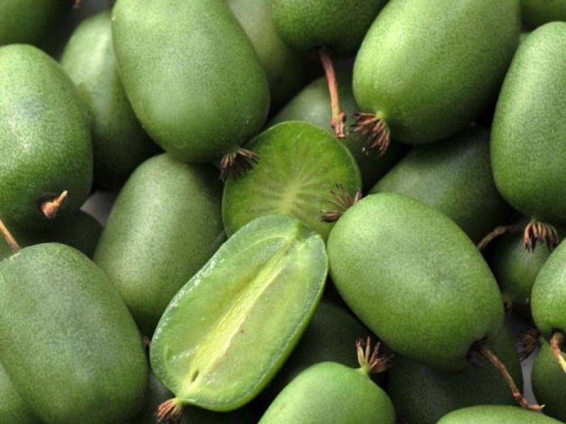 Актинидия купить саженцы из питомнике в Пскове