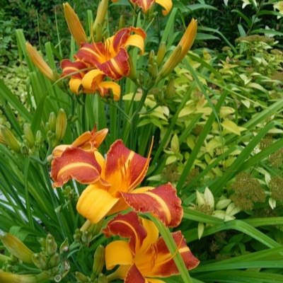Лилейник "ФРАНС ХАЛС"