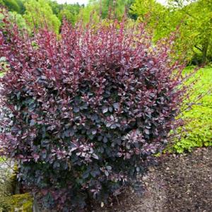 Барбарис "АУРИКОМА"