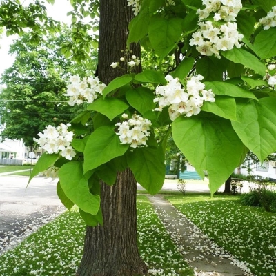 Катальпа (обыкновенная)
