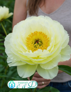 Пион "ГРИН ХАЛО"