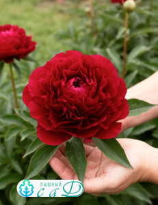 Пион "МАДАМ ГОДИШО"