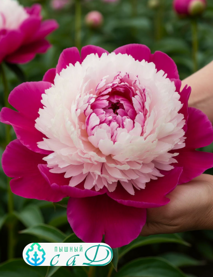 Пион "УАЙТ КЭП"