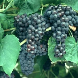 Виноград "ВЕНУС"